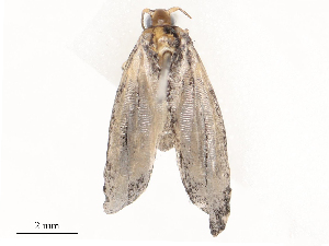  ( - CBG-B03403-C09)  @11 [ ] CreativeCommons - Attribution Share - Alike (2025) CBG Photography Group Centre for Biodiversity Genomics