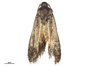  ( - CBG-B03403-H07)  @11 [ ] CreativeCommons - Attribution Share - Alike (2025) CBG Photography Group Centre for Biodiversity Genomics