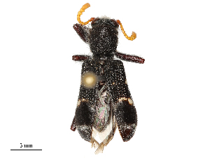  ( - CBG-B03404-A01)  @11 [ ] CreativeCommons - Attribution Share - Alike (2025) CBG Photography Group Centre for Biodiversity Genomics