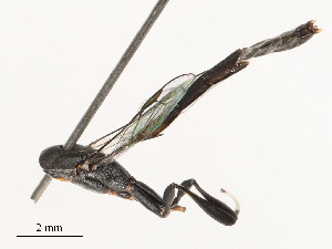  ( - CBG-B03404-D05)  @11 [ ] CreativeCommons - Attribution Share - Alike (2025) CBG Photography Group Centre for Biodiversity Genomics