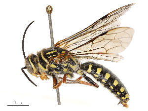  (Campylothynnus - CBG-B03404-G03)  @11 [ ] CreativeCommons - Attribution Share - Alike (2025) CBG Photography Group Centre for Biodiversity Genomics