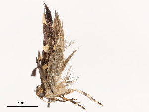  ( - CBG-B03416-H05)  @11 [ ] CreativeCommons - Attribution Share - Alike (2025) CBG Photography Group Centre for Biodiversity Genomics