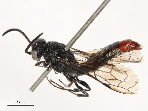  (Rhytidothynnus - CBG-B03419-G12)  @11 [ ] CreativeCommons - Attribution Share - Alike (2025) CBG Photography Group Centre for Biodiversity Genomics