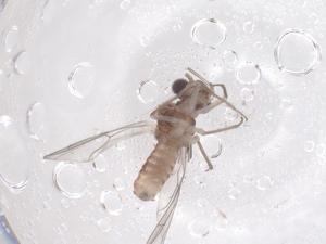  ( - CBG-B03564-E10)  @11 [ ] CreativeCommons - Attribution Share - Alike (2025) Centre for Biodiversity Genomics Centre for Biodiversity Genomics