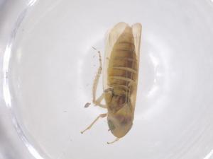  ( - CBG-B04220-G11)  @11 [ ] CreativeCommons - Attribution Share - Alike (2025) Centre for Biodiversity Genomics Centre for Biodiversity Genomics