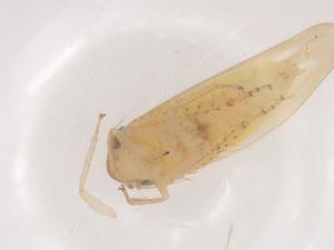  ( - CBG-B04221-B04)  @11 [ ] CreativeCommons - Attribution Share - Alike (2025) Centre for Biodiversity Genomics Centre for Biodiversity Genomics