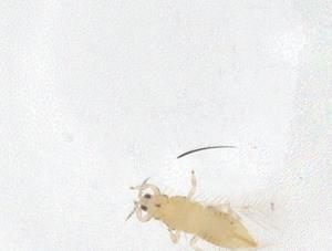  ( - CBG-B04294-A12)  @11 [ ] CreativeCommons - Attribution Share - Alike (2025) Centre for Biodiversity Genomics Centre for Biodiversity Genomics