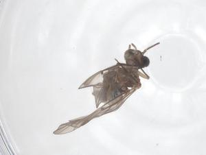  ( - CBG-B04346-H11)  @11 [ ] CreativeCommons - Attribution Share - Alike (2025) Centre for Biodiversity Genomics Centre for Biodiversity Genomics