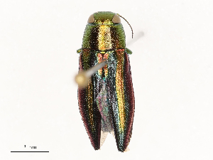  ( - CBG-B04356-E07)  @11 [ ] CreativeCommons - Attribution Share - Alike (2025) CBG Photography Group Centre for Biodiversity Genomics
