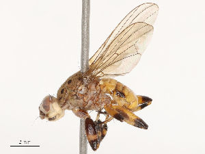  ( - CBG-B04361-E10)  @11 [ ] CreativeCommons - Attribution Share - Alike (2025) CBG Photography Group Centre for Biodiversity Genomics