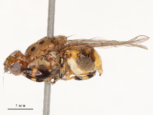  ( - CBG-B04361-E12)  @11 [ ] CreativeCommons - Attribution Share - Alike (2025) CBG Photography Group Centre for Biodiversity Genomics