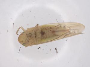  ( - CBG-B04610-E07)  @11 [ ] CreativeCommons - Attribution Share - Alike (2025) Centre for Biodiversity Genomics Centre for Biodiversity Genomics