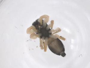  ( - CBG-B04610-H07)  @11 [ ] CreativeCommons - Attribution Share - Alike (2025) Centre for Biodiversity Genomics Centre for Biodiversity Genomics