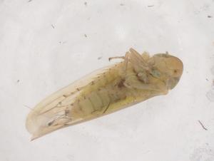  ( - CBG-B04611-A02)  @11 [ ] CreativeCommons - Attribution Share - Alike (2025) Centre for Biodiversity Genomics Centre for Biodiversity Genomics