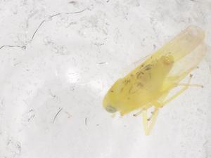  ( - CBG-B04611-A04)  @11 [ ] CreativeCommons - Attribution Share - Alike (2025) Centre for Biodiversity Genomics Centre for Biodiversity Genomics