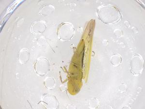  ( - CBG-B04611-E06)  @11 [ ] CreativeCommons - Attribution Share - Alike (2025) Centre for Biodiversity Genomics Centre for Biodiversity Genomics