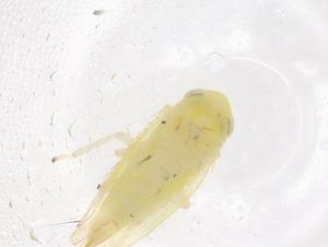  ( - CBG-B04611-H10)  @11 [ ] CreativeCommons - Attribution Share - Alike (2025) Centre for Biodiversity Genomics Centre for Biodiversity Genomics