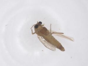  (Tanytarsus semibarbitarsus - CBG-B04612-A08)  @11 [ ] CreativeCommons - Attribution Share - Alike (2025) Centre for Biodiversity Genomics Centre for Biodiversity Genomics