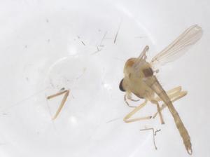  ( - CBG-B04675-A02)  @11 [ ] CreativeCommons - Attribution Share - Alike (2025) Centre for Biodiversity Genomics Centre for Biodiversity Genomics