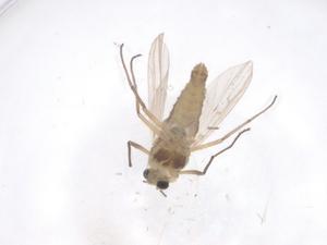  ( - CBG-B04675-C01)  @11 [ ] CreativeCommons - Attribution Share - Alike (2025) Centre for Biodiversity Genomics Centre for Biodiversity Genomics