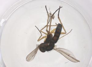  ( - CBG-B04677-A01)  @11 [ ] CreativeCommons - Attribution Share - Alike (2025) Centre for Biodiversity Genomics Centre for Biodiversity Genomics