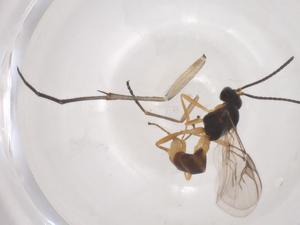  ( - CBG-B04677-B02)  @11 [ ] CreativeCommons - Attribution Share - Alike (2025) Centre for Biodiversity Genomics Centre for Biodiversity Genomics