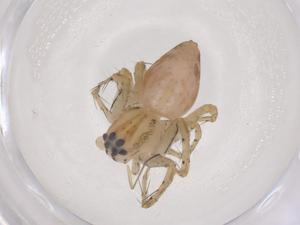  ( - CBG-B22056-C11)  @11 [ ] CreativeCommons - Attribution Share - Alike (2025) Centre for Biodiversity Genomics Centre for Biodiversity Genomics