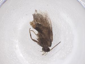  ( - CBG-B22056-E03)  @11 [ ] CreativeCommons - Attribution Share - Alike (2025) Centre for Biodiversity Genomics Centre for Biodiversity Genomics