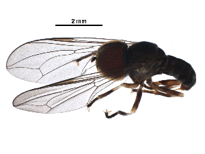  (Elmoharydia sp. Brazil30 - BIOUG31266-F04)  @11 [ ] CreativeCommons - Attribution (2017) CBG Photography Group Centre for Biodiversity Genomics
