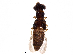  (Megalopsidiinae - BIOUG31311-A02)  @14 [ ] CreativeCommons - Attribution (2017) CBG Photography Group Centre for Biodiversity Genomics