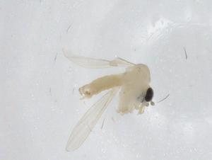  (Psychodopygus carrerai - CBG-A10581-F10)  @11 [ ] CreativeCommons - Attribution Share - Alike (2023) Centre for Biodiversity Genomics Centre for Biodiversity Genomics