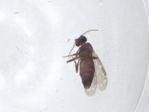  (Culicoides glabrior - CBG-A12041-A06)  @11 [ ] CreativeCommons - Attribution Share - Alike (2023) Centre for Biodiversity Genomics Centre for Biodiversity Genomics