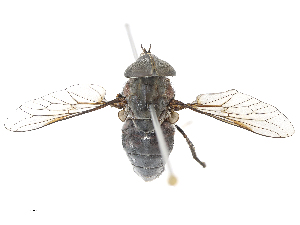  (Tabanus angustifrons - CBG-A13212-A12)  @11 [ ] CreativeCommons - Attribution Share - Alike (2023) CBG Photography Group Centre for Biodiversity Genomics