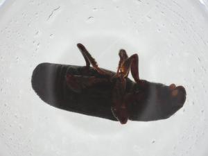  ( - CBG-A22706-F08)  @11 [ ] CreativeCommons - Attribution Share - Alike (2023) Centre for Biodiversity Genomics Centre for Biodiversity Genomics