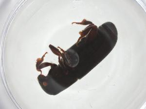  ( - CBG-A22710-H04)  @11 [ ] CreativeCommons - Attribution Share - Alike (2023) Centre for Biodiversity Genomics Centre for Biodiversity Genomics