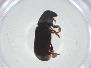  ( - CBG-A22750-F05)  @11 [ ] CreativeCommons - Attribution Share - Alike (2023) Centre for Biodiversity Genomics Centre for Biodiversity Genomics