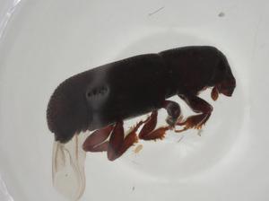  ( - CBG-A22761-E10)  @11 [ ] CreativeCommons - Attribution Share - Alike (2023) Centre for Biodiversity Genomics Centre for Biodiversity Genomics