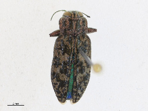  ( - CBG-A23397-B01)  @11 [ ] CreativeCommons - Attribution Share - Alike (2023) CBG Photography Group Centre for Biodiversity Genomics