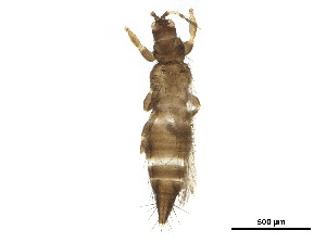  (Odontothrips meliloti - BIOUG37333-B06)  @11 [ ] CreativeCommons - Attribution (2018) CBG Photography Group Centre for Biodiversity Genomics