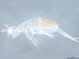  (Homidia tiantaiensis - BIOUG37791-G06)  @11 [ ] CreativeCommons - Attribution (2022) CBG Photography Group Centre for Biodiversity Genomics