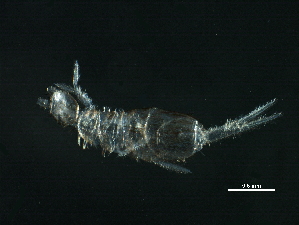  ( - BIOUG37791-G07)  @11 [ ] CreativeCommons - Attribution (2019) CBG Photography Group Centre for Biodiversity Genomics