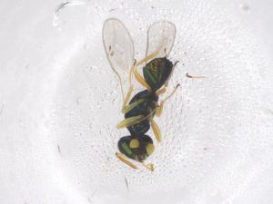  ( - CBG-B00040-F09)  @11 [ ] CreativeCommons - Attribution Share - Alike (2025) Centre for Biodiversity Genomics Centre for Biodiversity Genomics