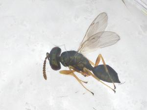  ( - CBG-B00041-A01)  @11 [ ] CreativeCommons - Attribution Share - Alike (2025) Centre for Biodiversity Genomics Centre for Biodiversity Genomics