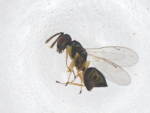  ( - CBG-B00041-C04)  @11 [ ] CreativeCommons - Attribution Share - Alike (2025) Centre for Biodiversity Genomics Centre for Biodiversity Genomics