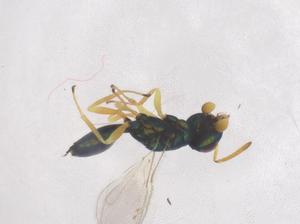  ( - CBG-B00042-B11)  @11 [ ] CreativeCommons - Attribution Share - Alike (2025) Centre for Biodiversity Genomics Centre for Biodiversity Genomics