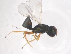  ( - CBG-B00042-H06)  @11 [ ] CreativeCommons - Attribution Share - Alike (2025) Centre for Biodiversity Genomics Centre for Biodiversity Genomics