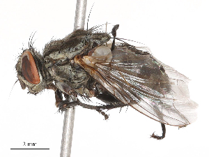  ( - CBG-B00076-A02)  @11 [ ] CreativeCommons - Attribution Share - Alike (2025) CBG Photography Group Centre for Biodiversity Genomics
