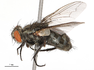  (Sarcophaga pterygota - CBG-B00076-E04)  @11 [ ] CreativeCommons - Attribution Share - Alike (2025) CBG Photography Group Centre for Biodiversity Genomics