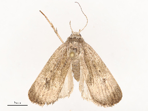  ( - CBG-B00082-E11)  @11 [ ] CreativeCommons - Attribution Share - Alike (2025) CBG Photography Group Centre for Biodiversity Genomics