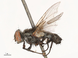  (Sarcophaga kawayuensis - CBG-B00082-G06)  @11 [ ] CreativeCommons - Attribution Share - Alike (2025) CBG Photography Group Centre for Biodiversity Genomics